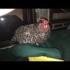 chicken_chick
